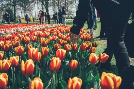 Keukenhof avec les Voyages Degrève